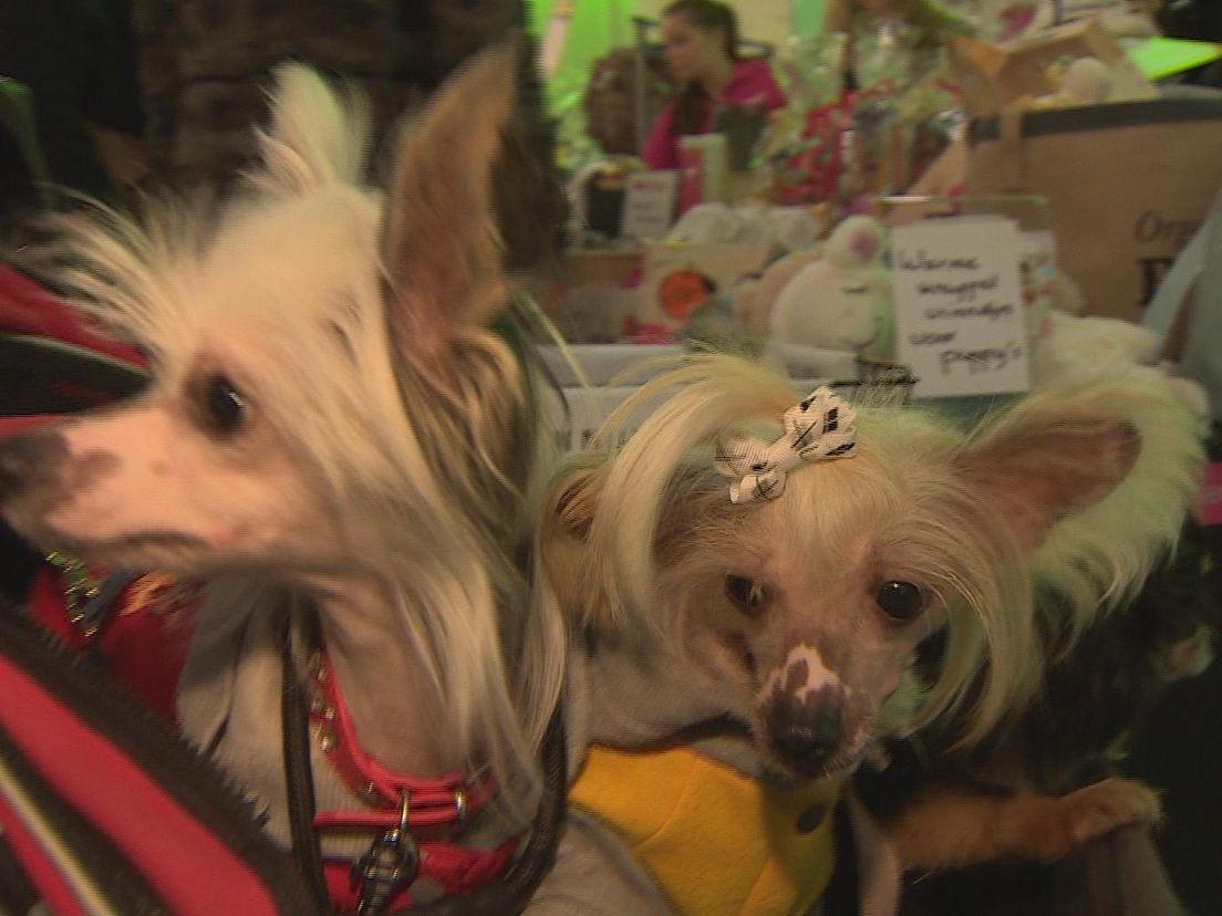 'Snuffelmarkt' voor de kleinste honden