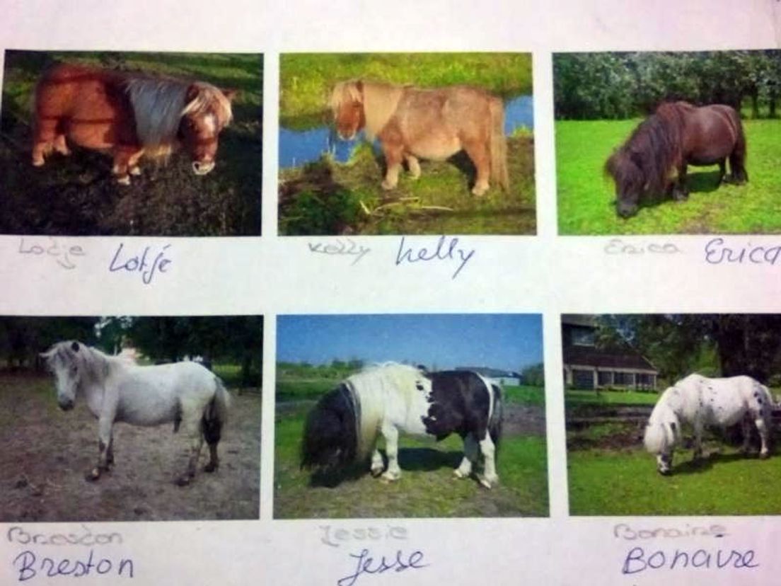 manipuleren syndroom organiseren Brandwijkse vrouw wil weten waar haar 12 pony's zijn - Rijnmond