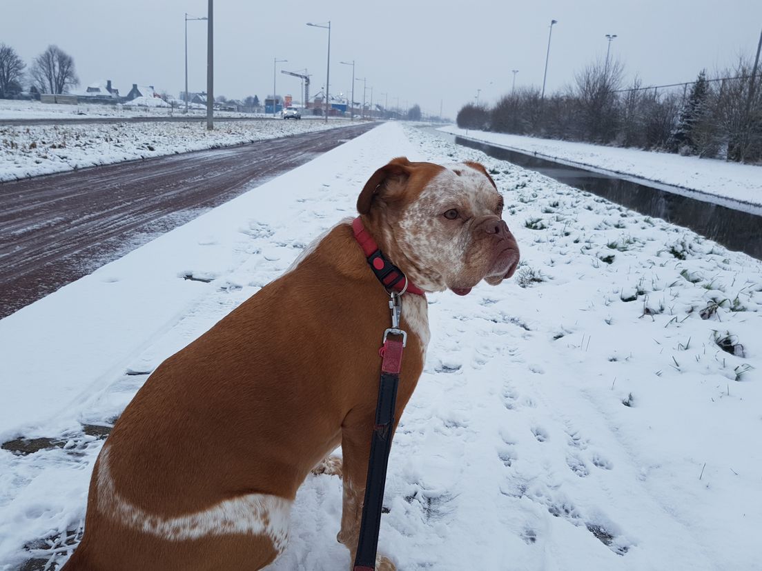 Norbert Verhoeff: Indy in de sneeuw, Lansingerland