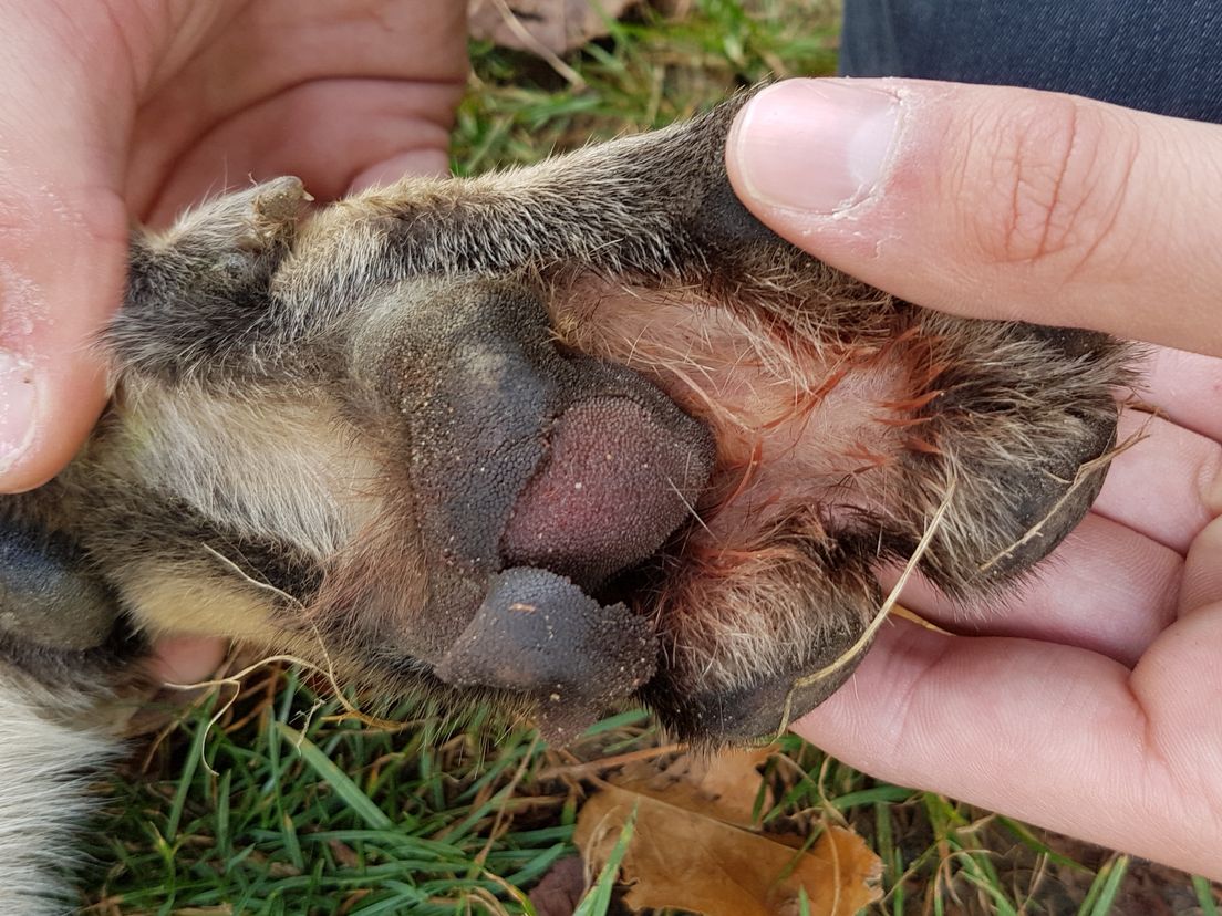De gevonden hond heeft kapotte voetzolen van het lopen