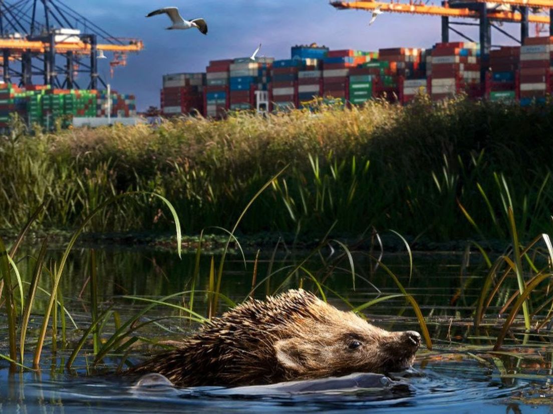 Natuurfilm over Rotterdamse haven krijgt kritiek van milieuorganisaties door medewerking BP en Shell