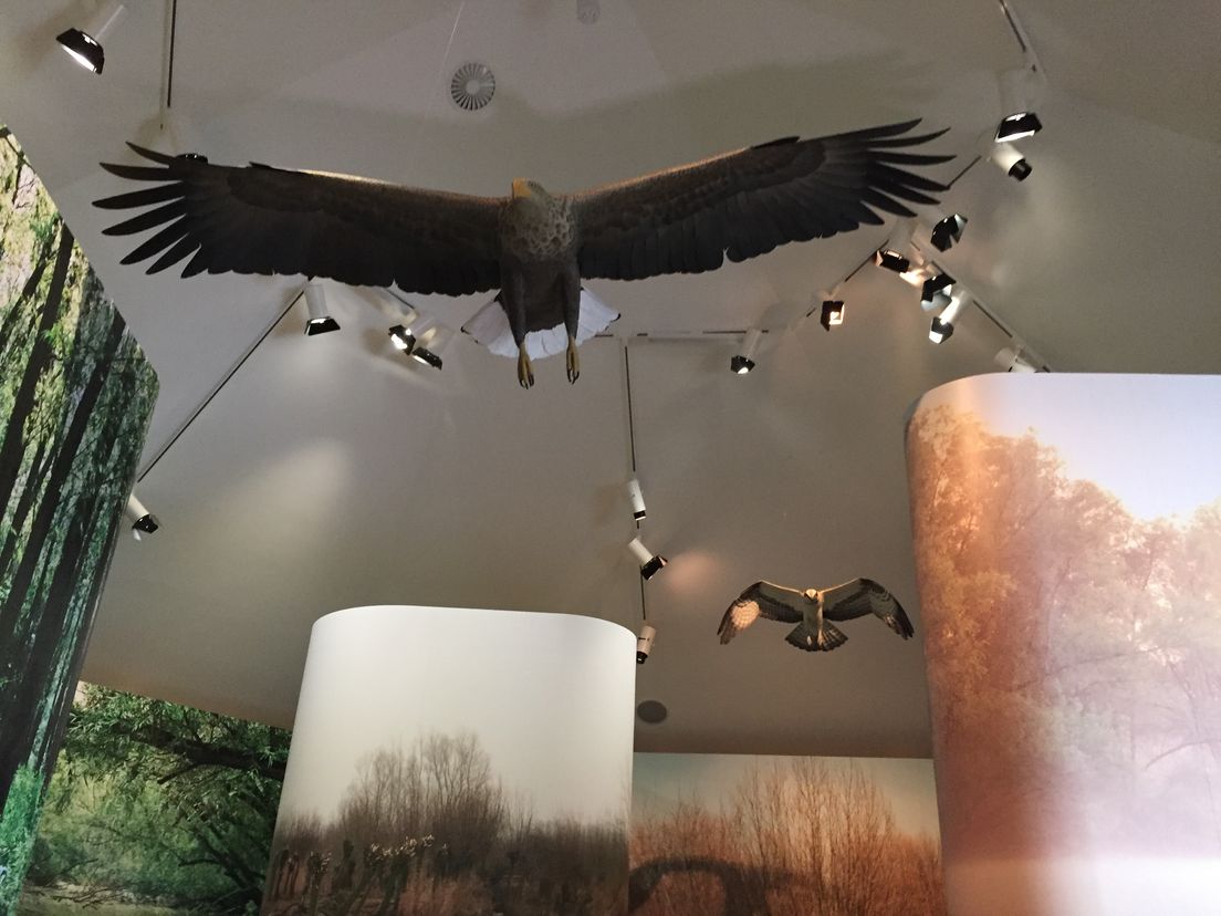 De zeearend en visarend in het Biesboschmuseum