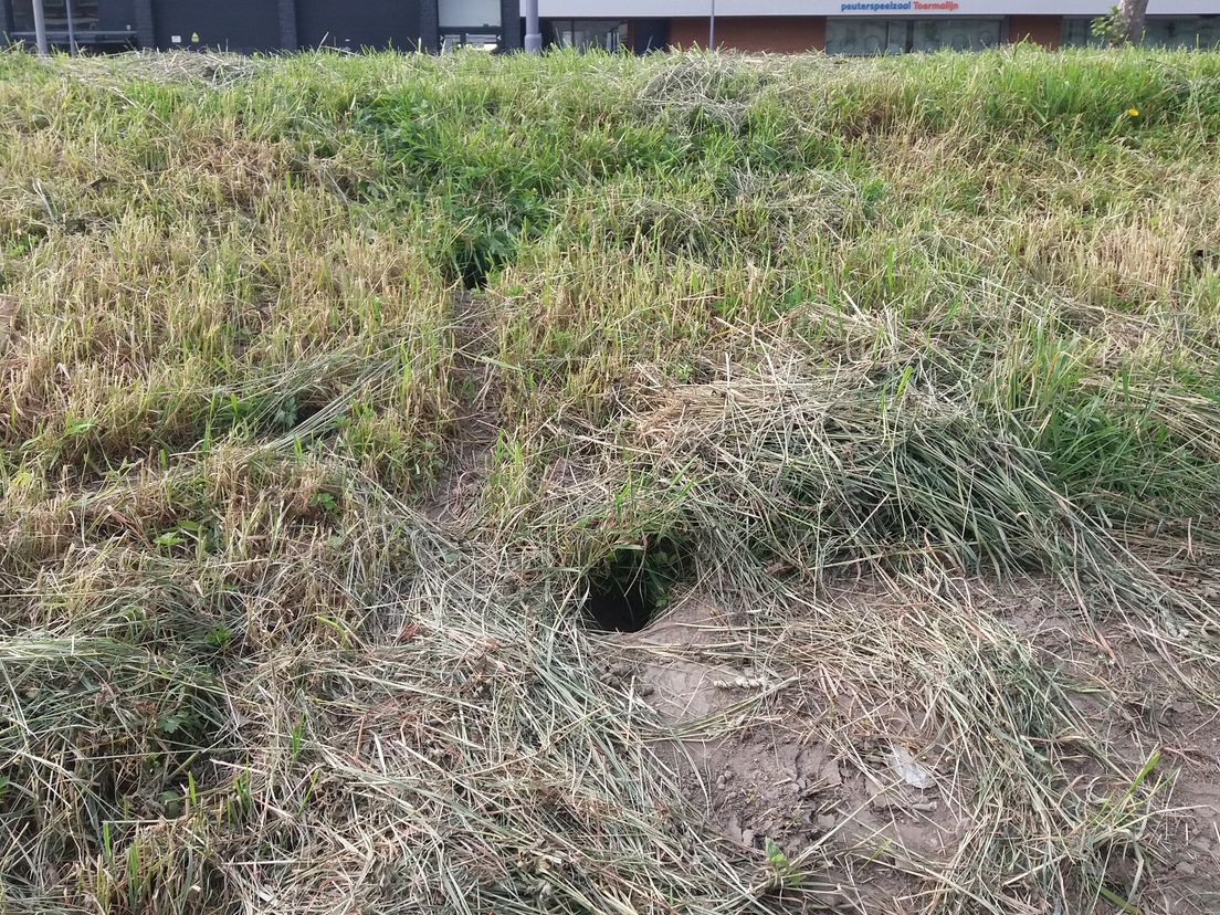 Rattenhollen in de dijk
