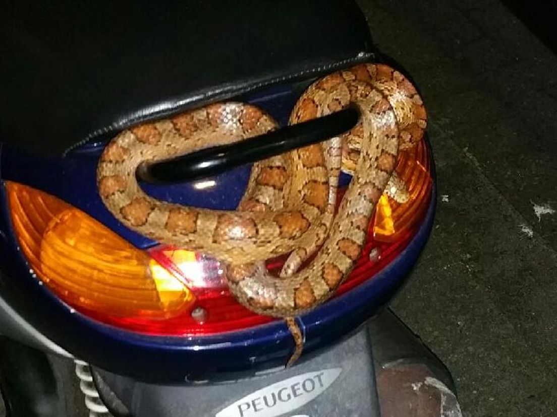 slang op scooter