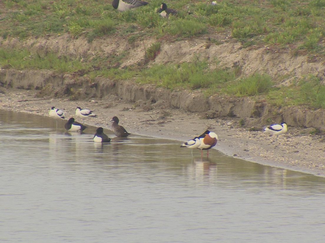 Kluten en een brandgans in de Vogelvallei