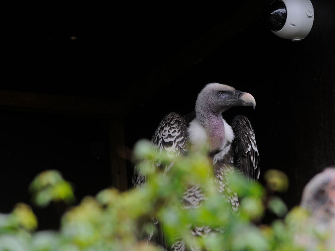 Rüppellsgier op het nest