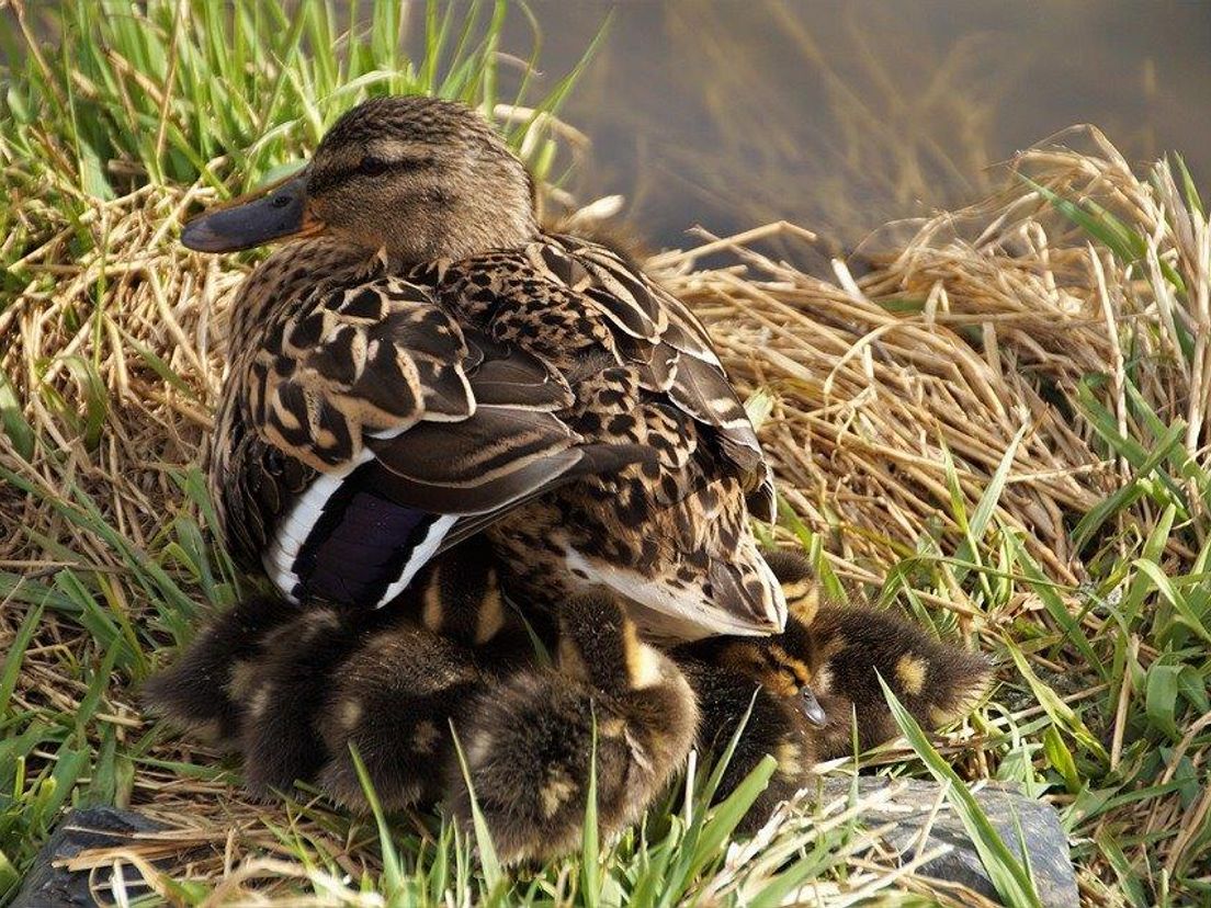 Moedereend met jongen in het gras. Foto Pixabay