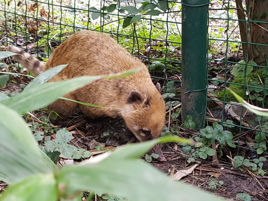 Rode Neusbeer, een van de verboden dieren