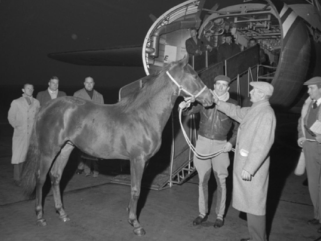 Renpaard vervoerd via Zestienhoven, 1958