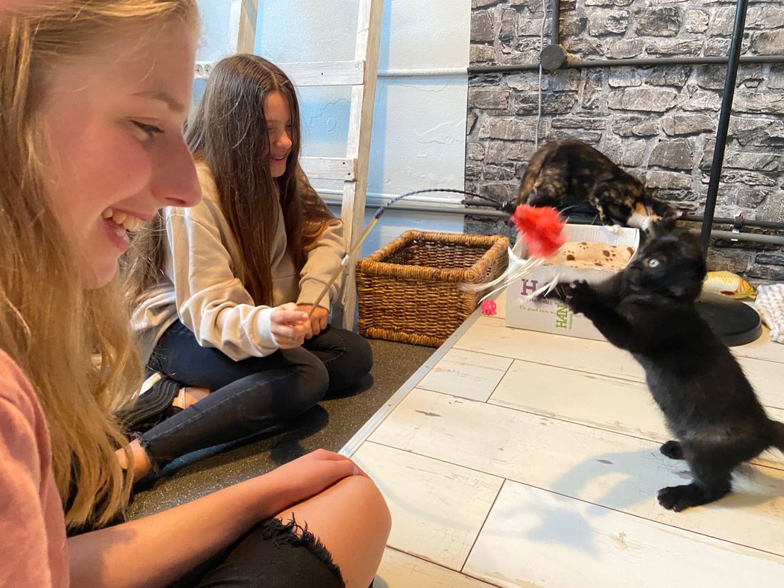 Deze meisjes hebben veel plezier met de kittens in het kattencafé