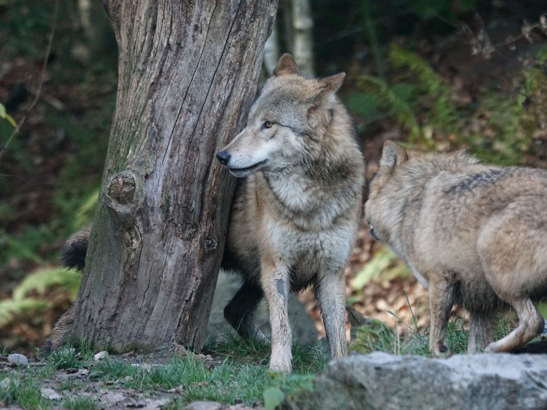 'De komst van de wolf levert samengeknepen billen op' (Rechten: pixabay.com)