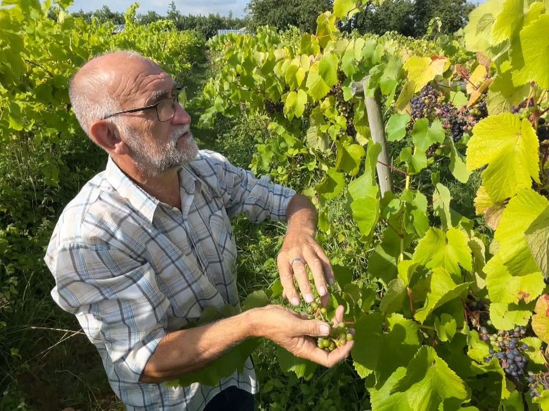 Wijnboer Fred Lorsheijd heeft hoge verwachtingen van zijn druiven