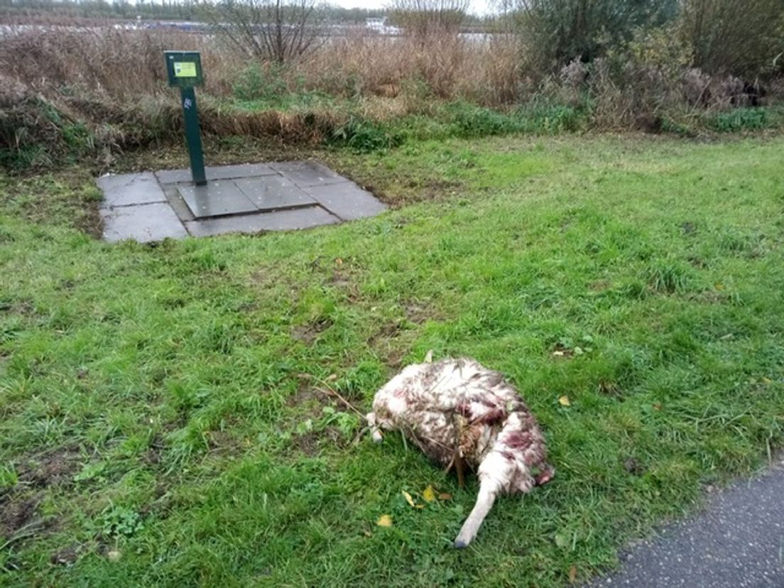 Het verminkte schaap in Hoogvliet. Het volgende beeld kan schokkend zijn.