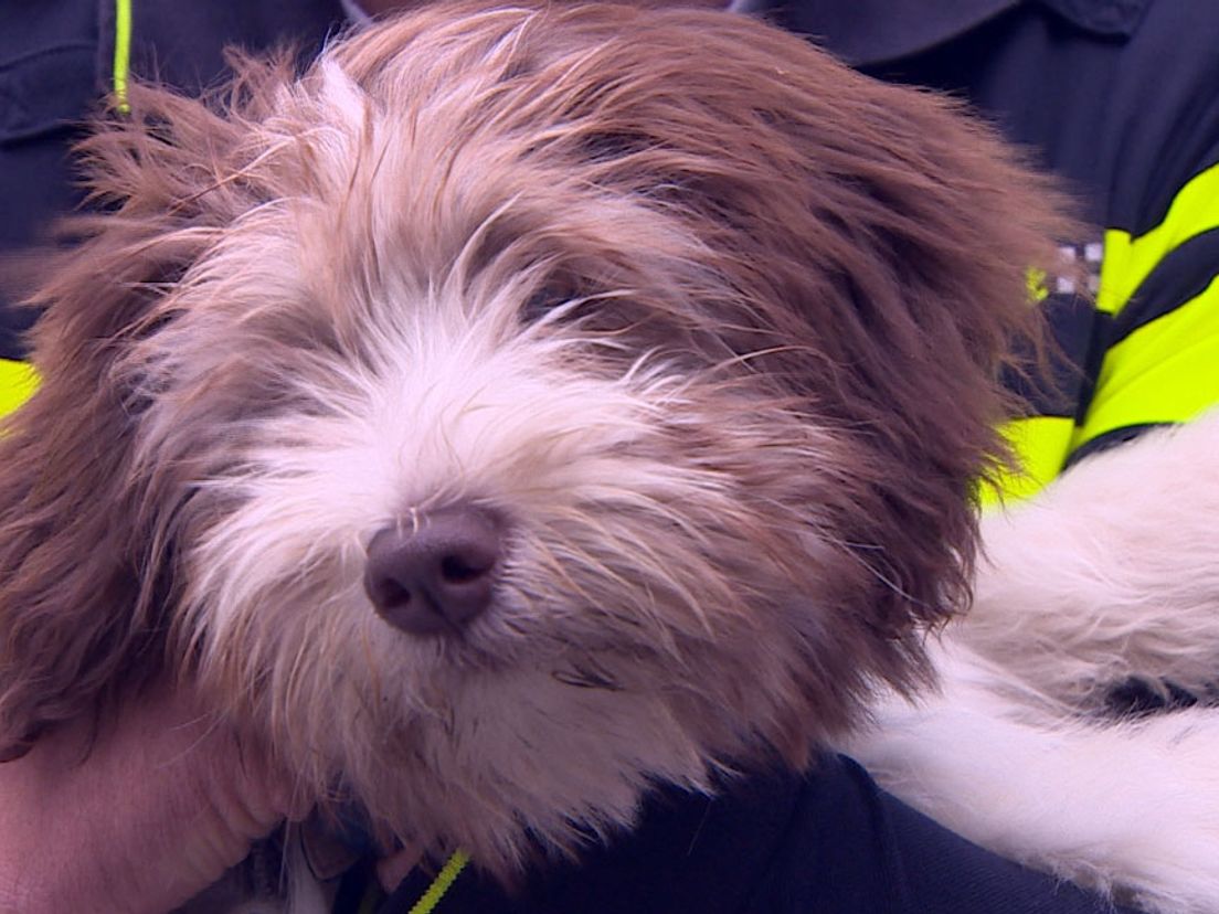 Politie Rotterdam gaat werken met aaihonden