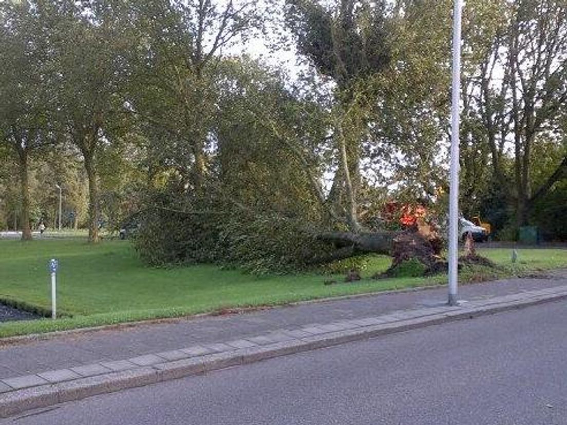Een omgevallen boom in Zwijndrecht