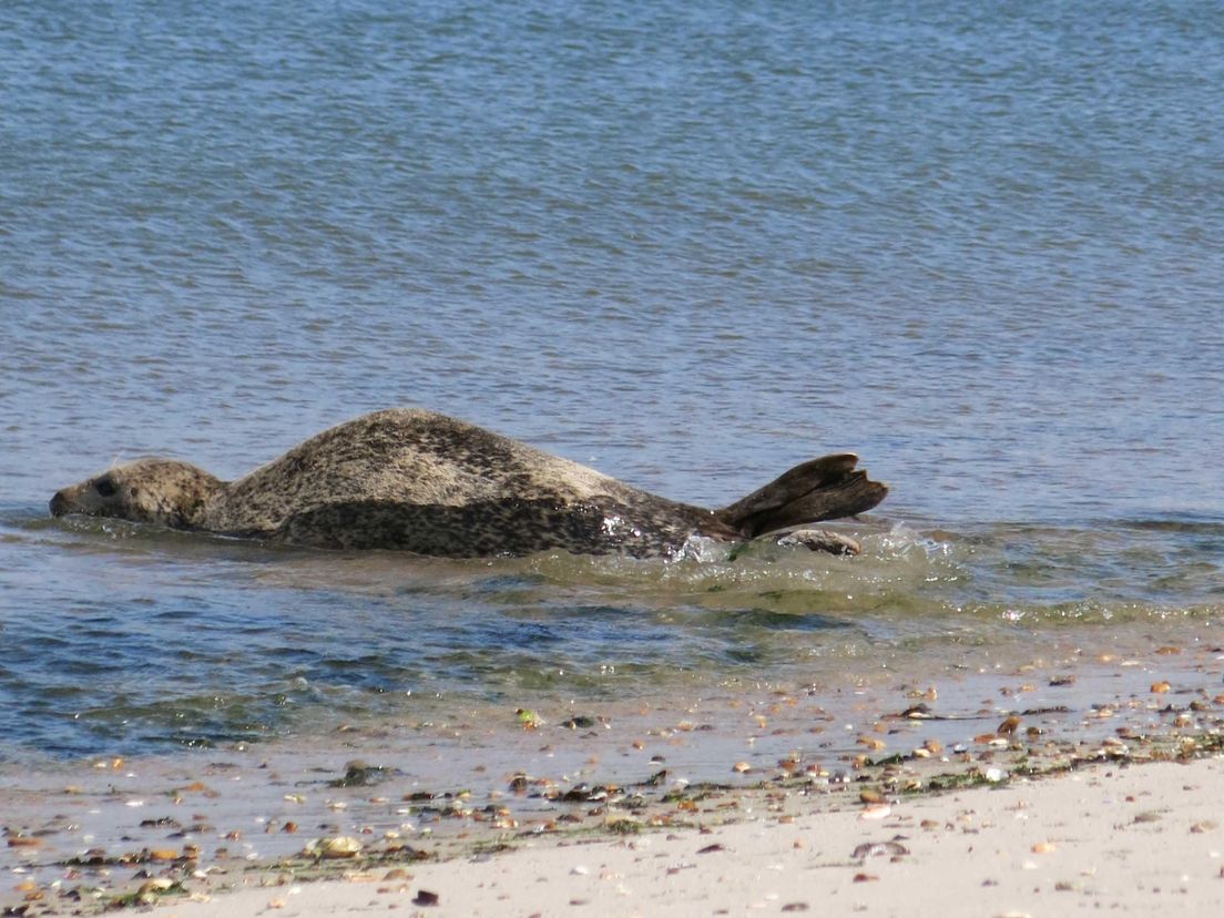 zeehond