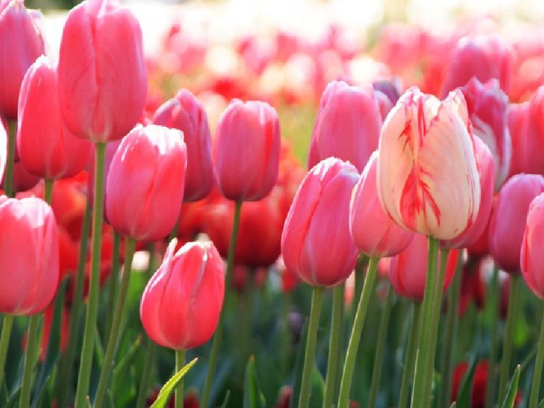 tulpen