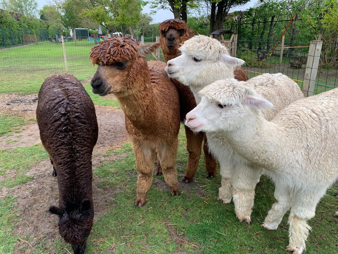 De alpaca's Amy en Grace (tweede en derde van links) zijn bijna moeder