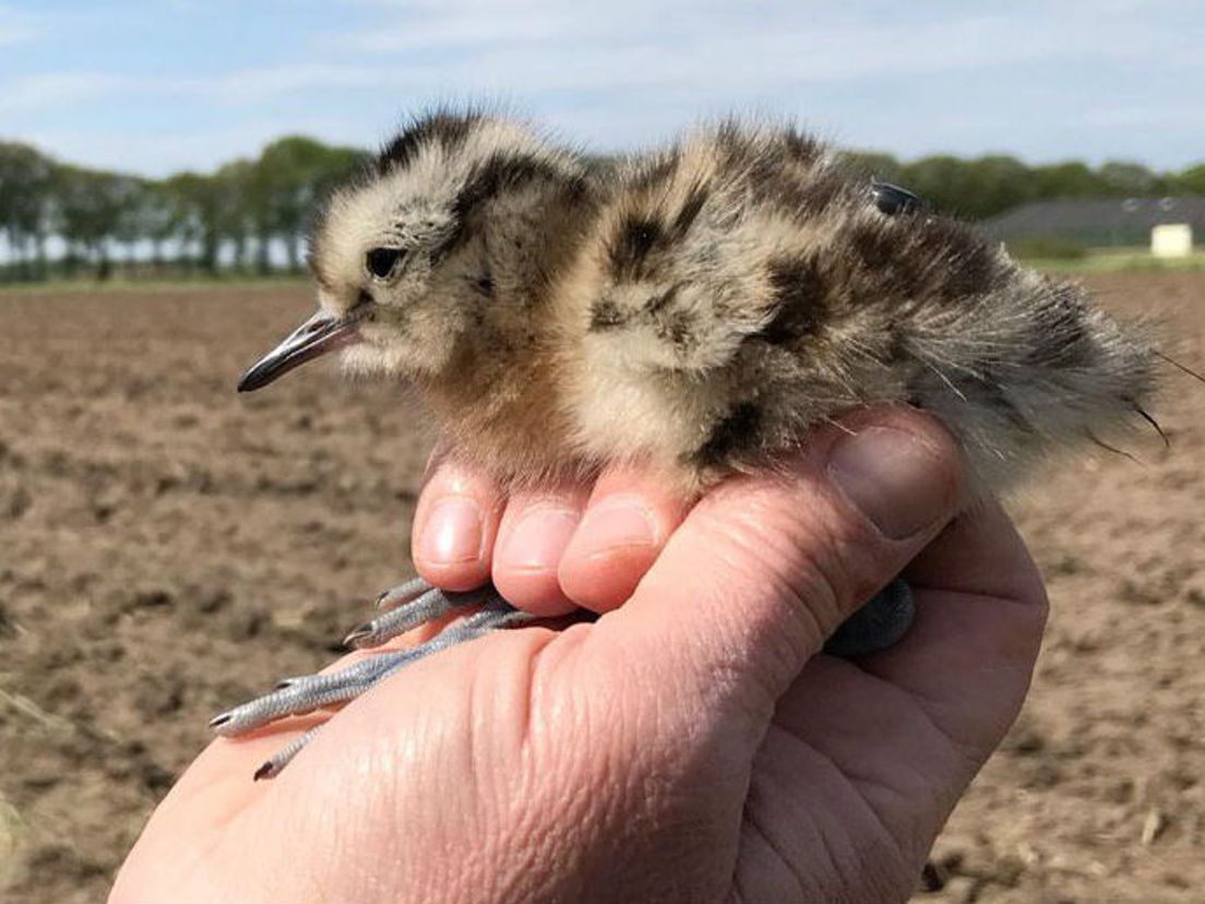 Een wulp met een zender, die zit bovenop het lijf (Rechten: RTV Drenthe/Jan Dijk)