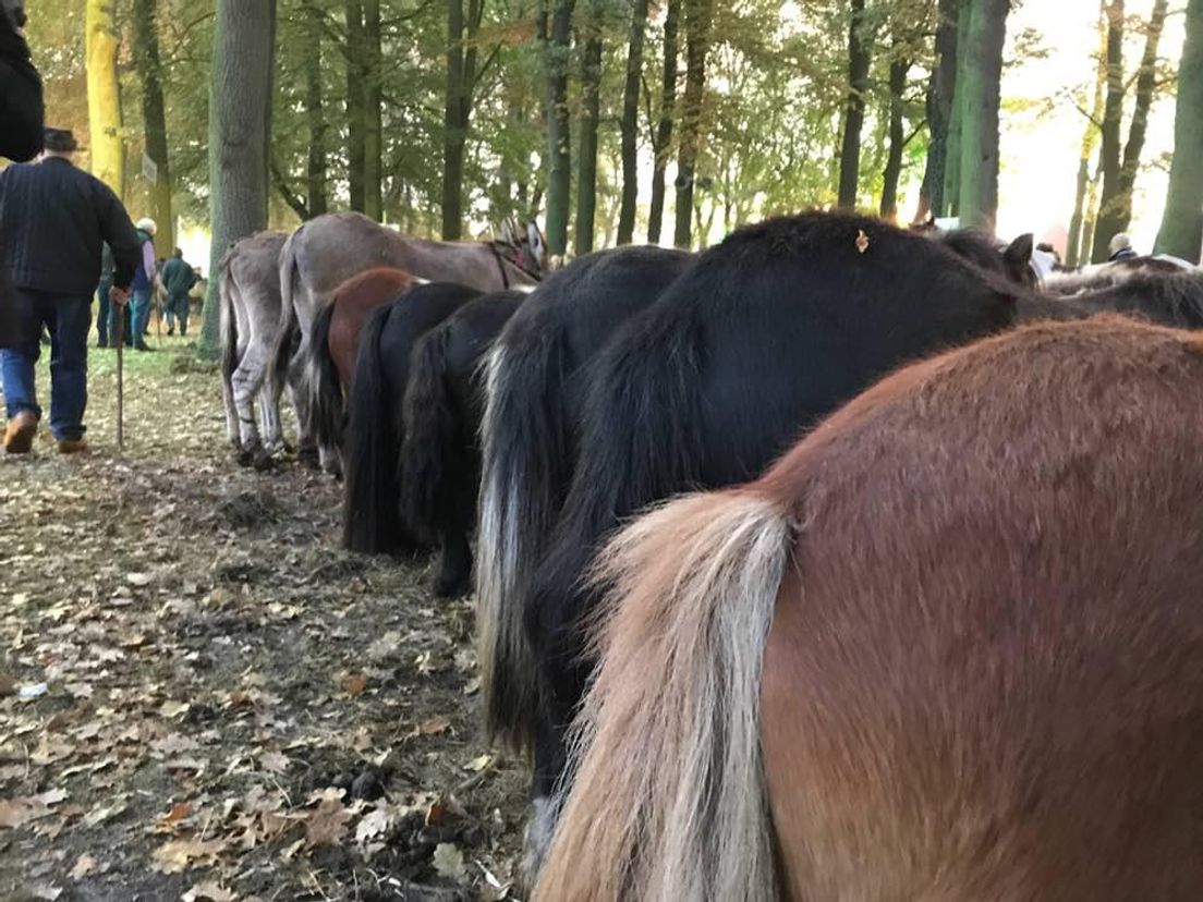 Er zijn dit jaar minder paarden dan vorig jaar, maar meer dan in 2016 (Rechten: RTV Drenthe)