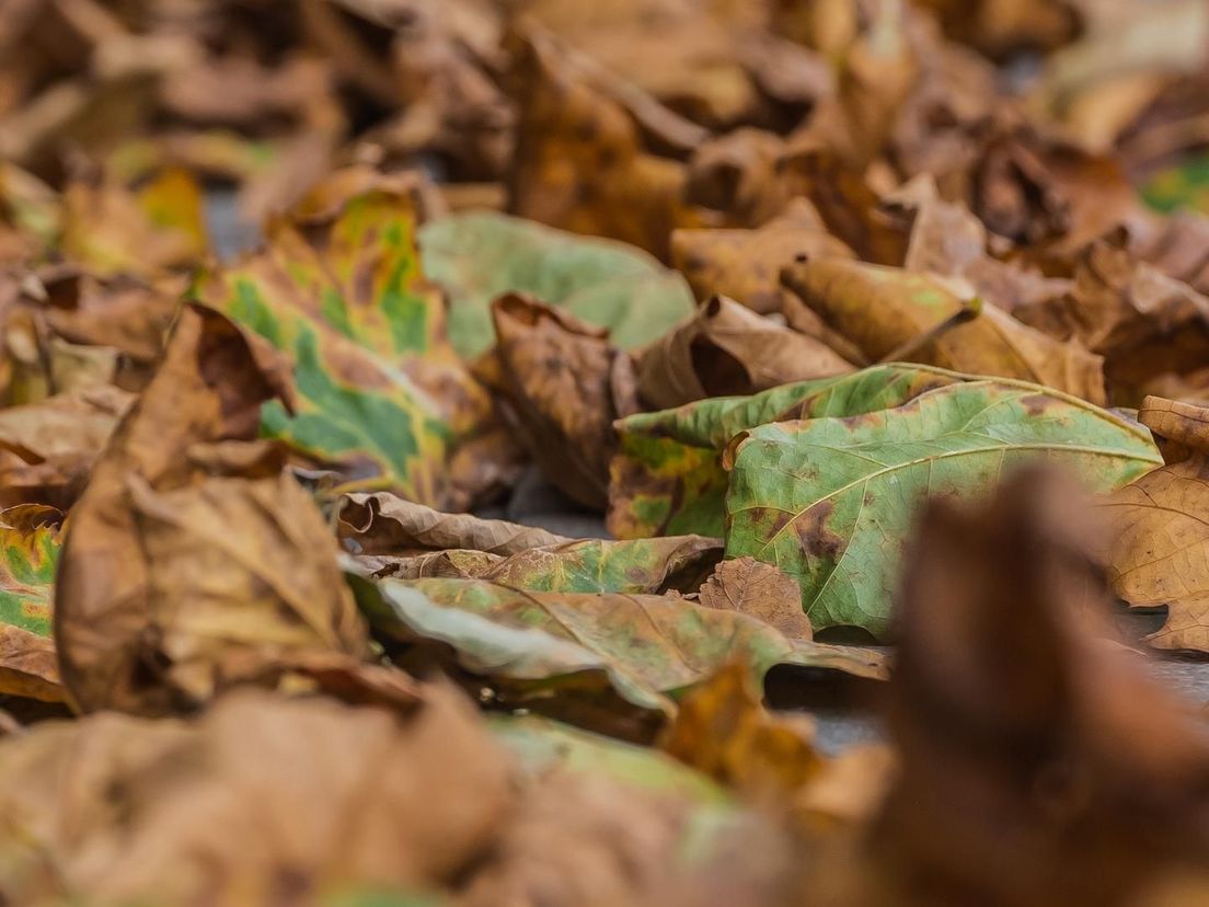 Als dit geen herfst is...