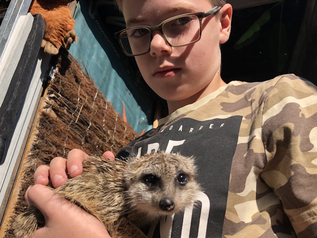Finn van der Graaf - met stokstaartje - helpt vader Rob in zijn mini-dierentuin