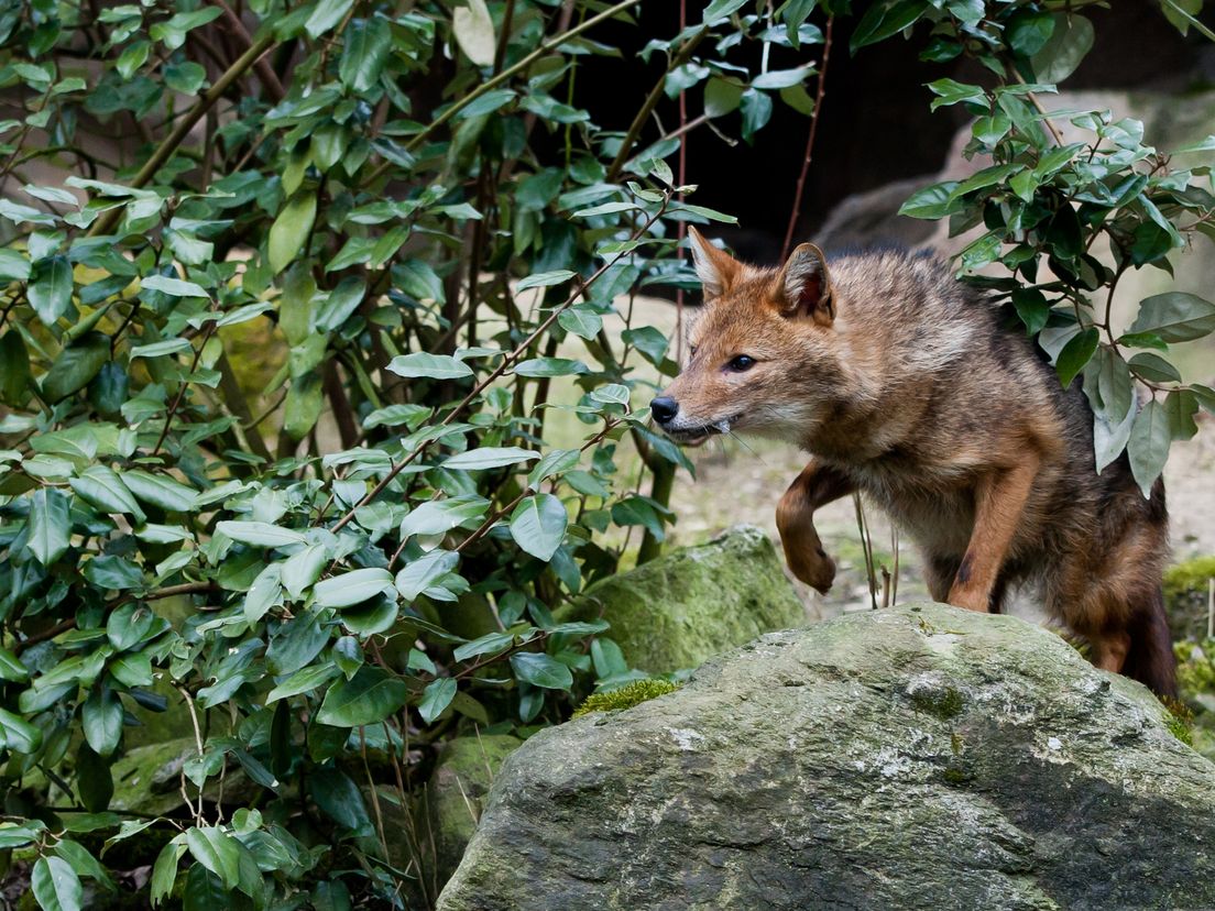 Een goudjakhals is groter dan een vos en kleiner dan een wolf