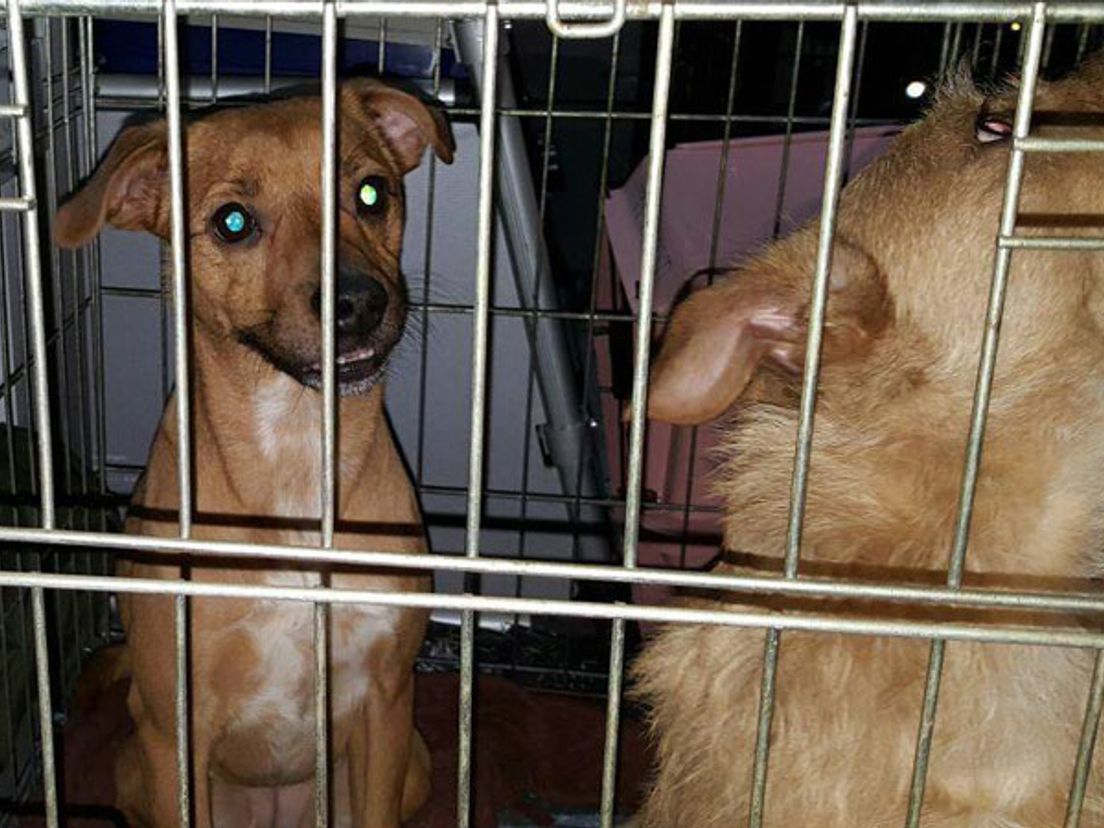 De honden zijn gedumpt langs de weg