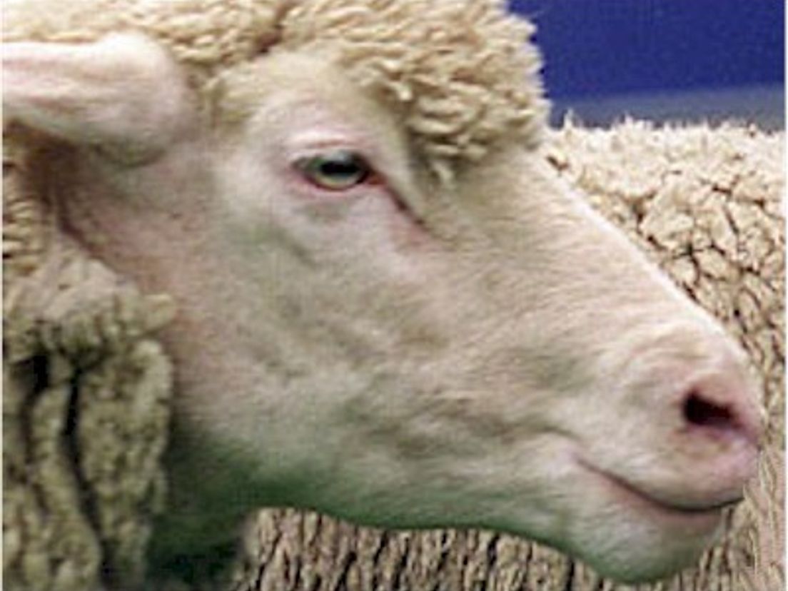 schaap.cropresize.tmp.jpg