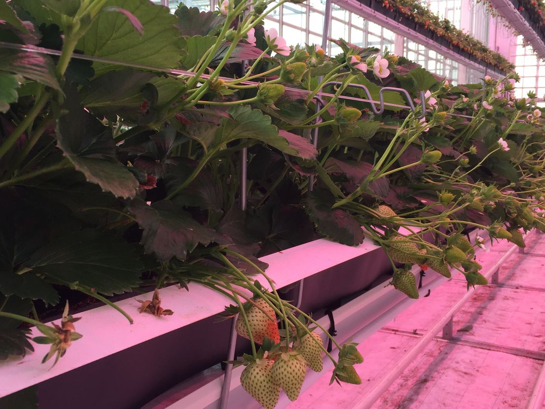 De aardbei op groene stroom in Lansingerland