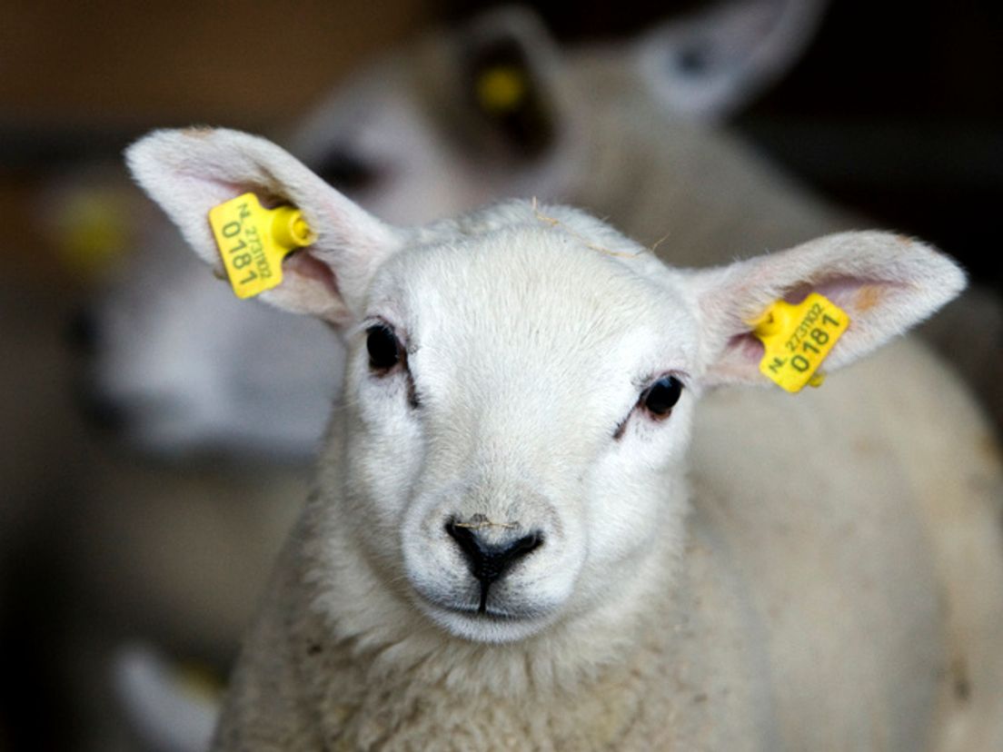 schaap.cropresize.tmp.cropresize.tmp.jpg