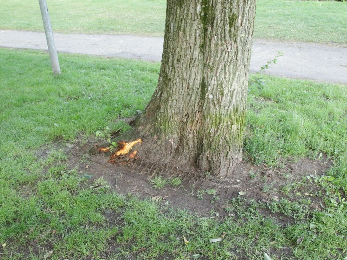 Schade aan boom na Meppel Culinair 2017