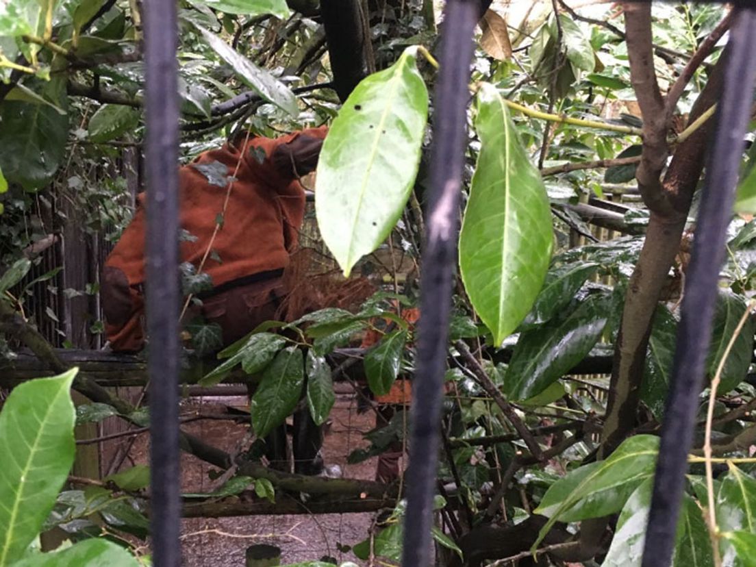 Ontsnapte rode panda van Blijdorp