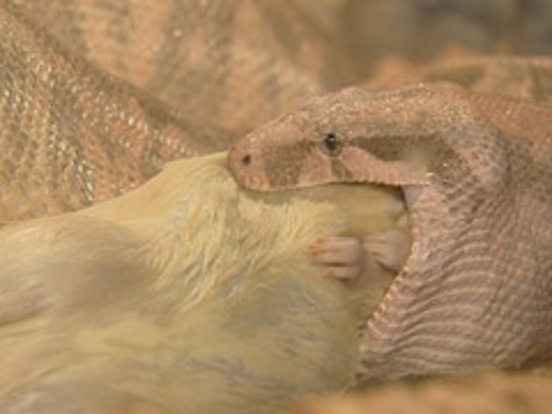 Hoe weet de staart van een slang dat hij bochten moet maken? Rijnmond