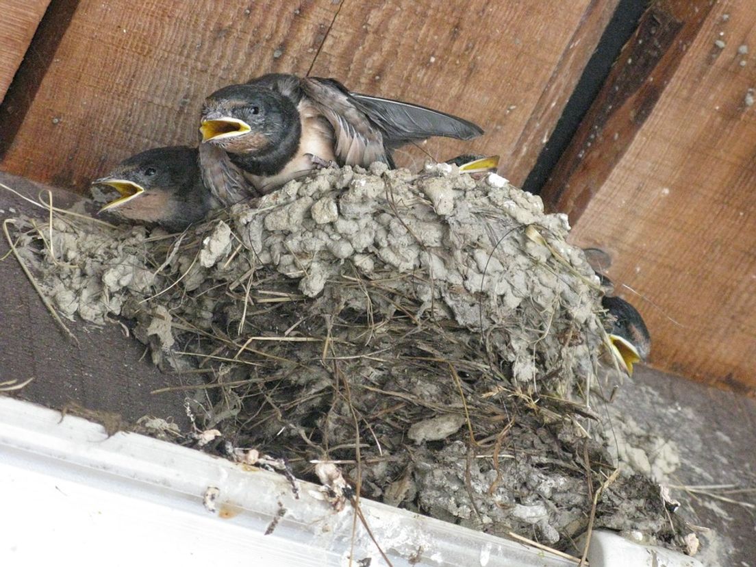 nest-661705_960_720