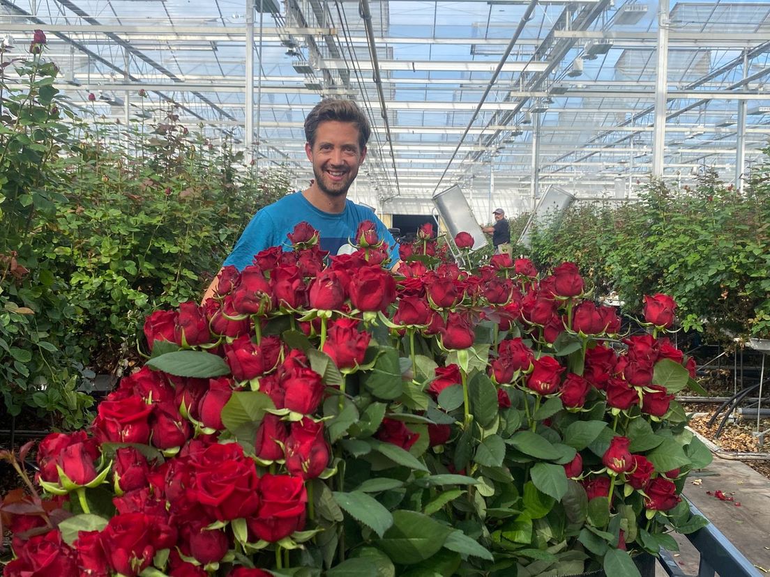 Rozenkweker Tom Meewisse