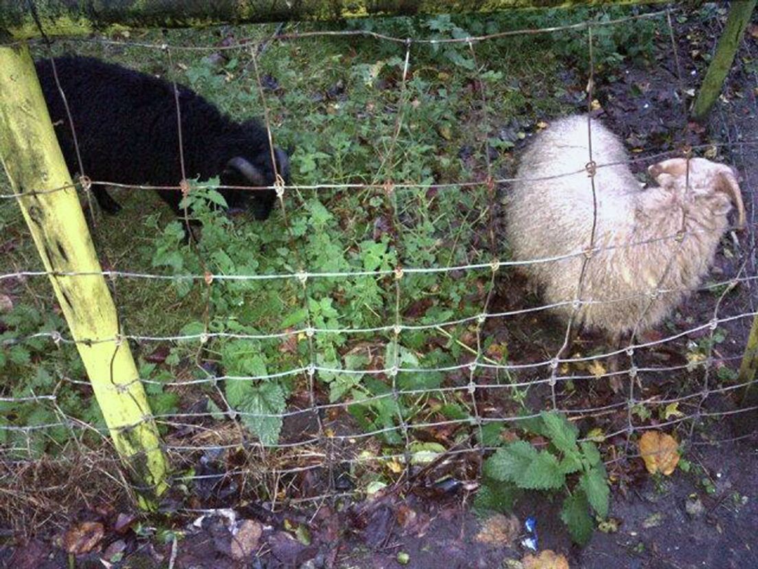 schapen_Hoeksche_Waard