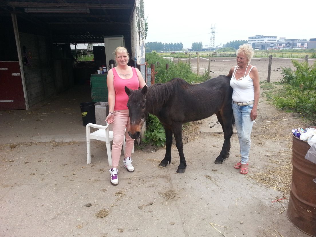 Rotterdamse pony wordt 40