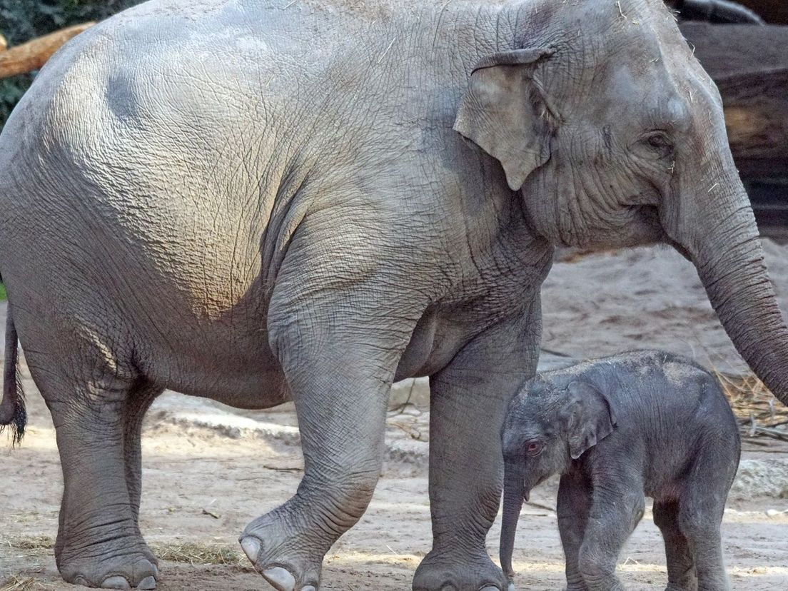Aziatische olifant