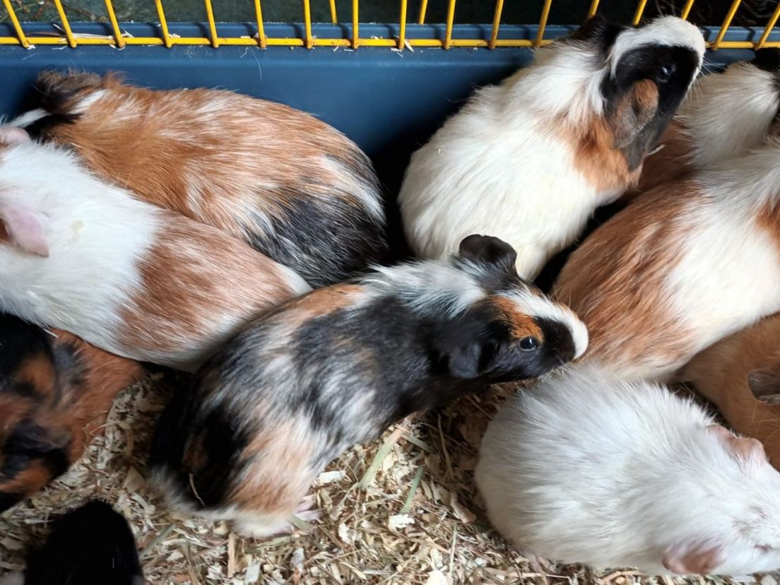 De opgevangen cavia's