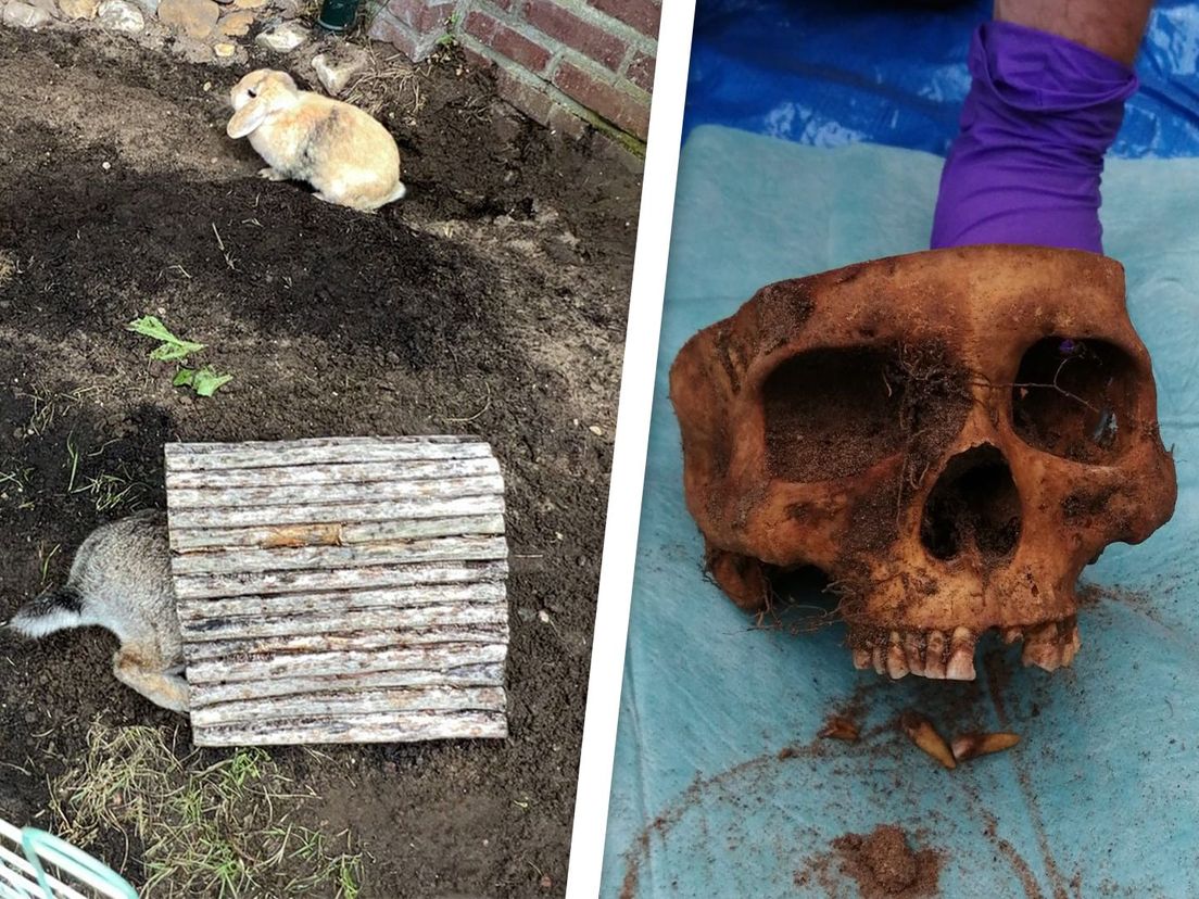 'Hebben wij dat!' Konijnen van Amersfoortse familie graven menselijke schedels op in achtertuin