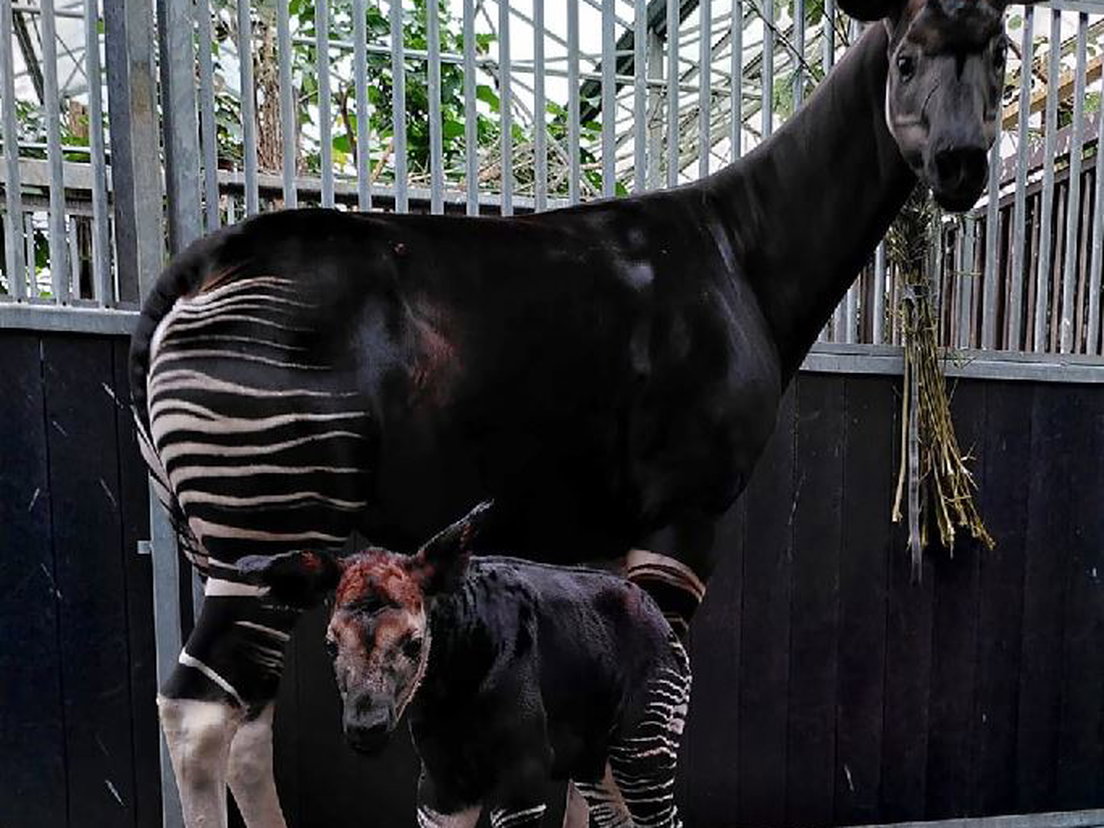 Tweede zeldzame Okapi geboren in Blijdorp
