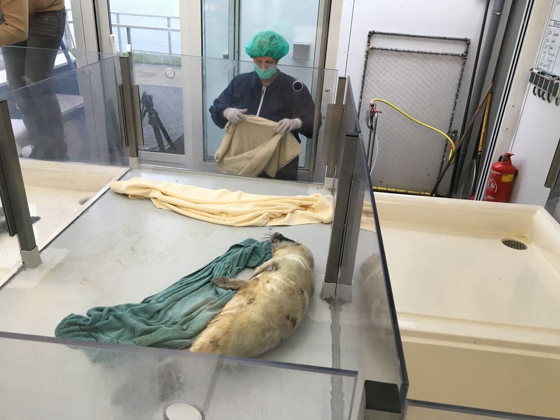Een van de zeehonden in de opvang