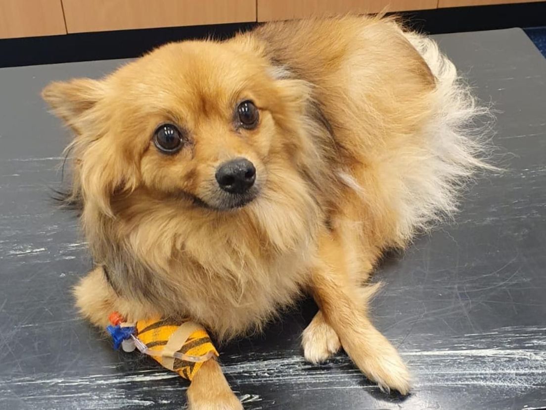 Hondje Gino bij de dierenarts