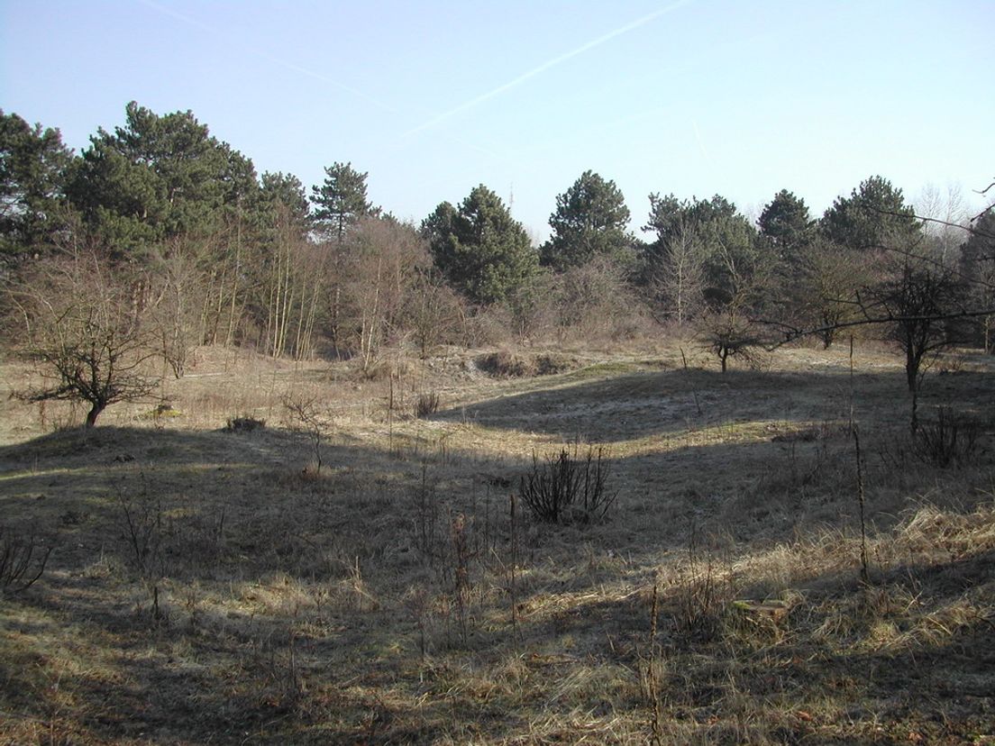 2010-duinen02.jpg
