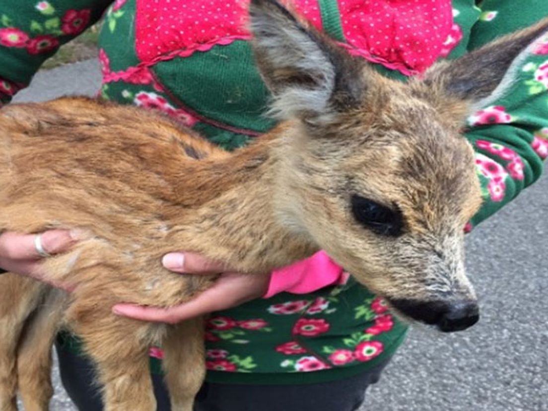 Honden bijten reeën dood in duinen Oostvoorne Rijnmond
