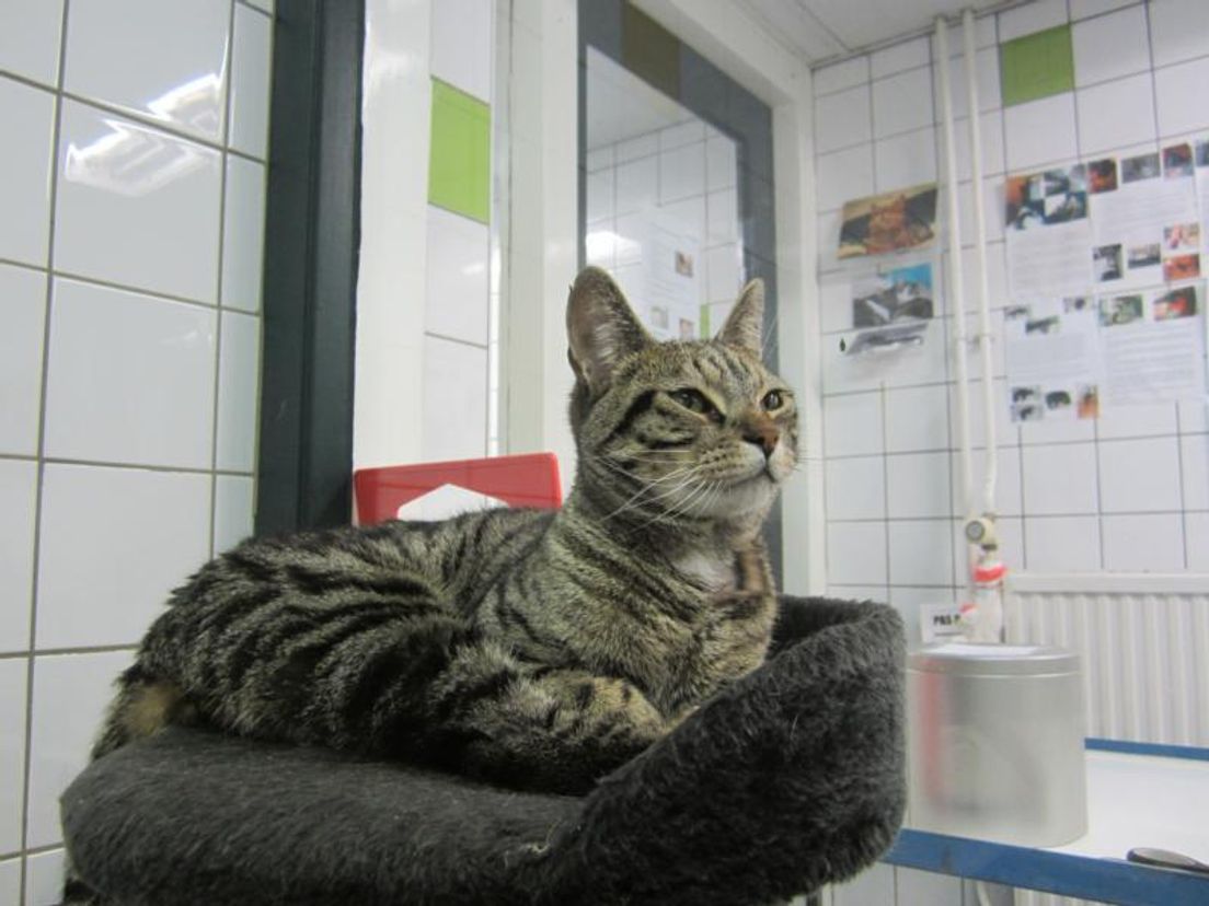 Kattenopvang3
