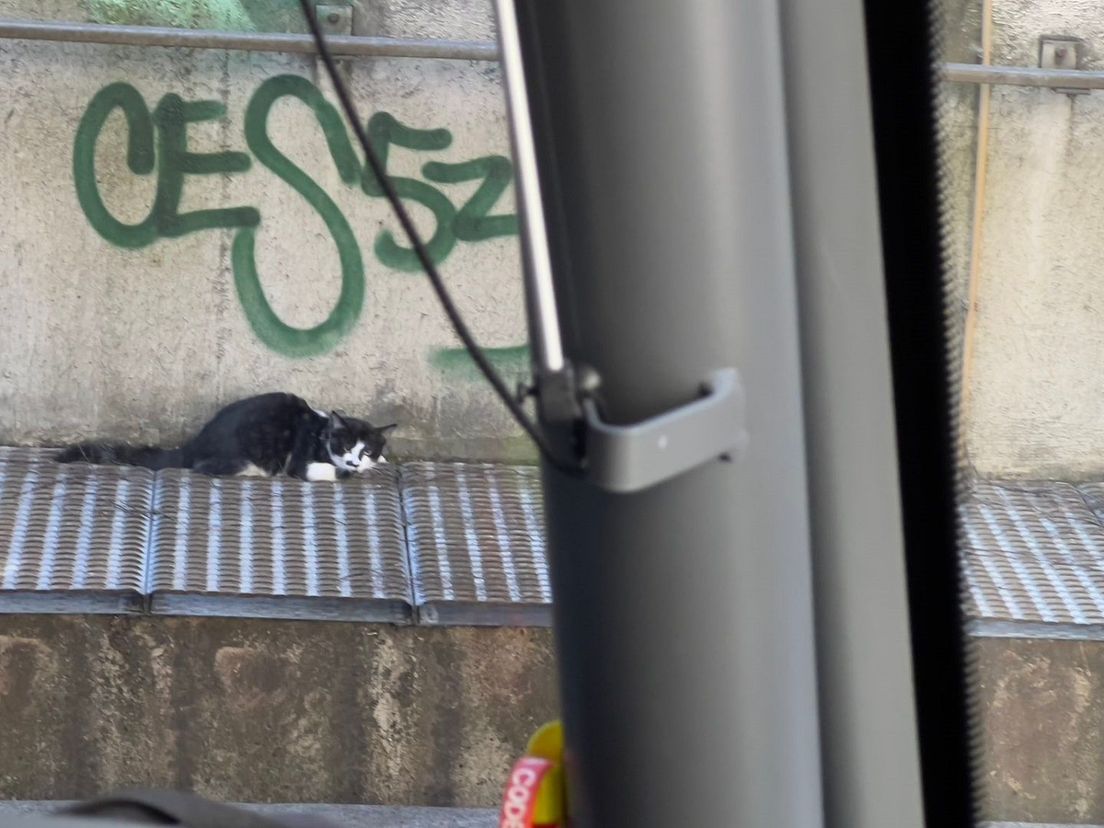 De kat wacht op het rooster in de tunnel op zijn redders.