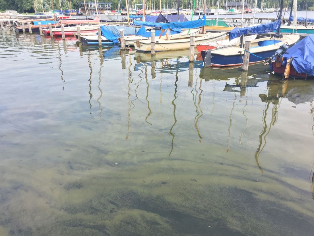 Blauwalg in de Kralingse Plas