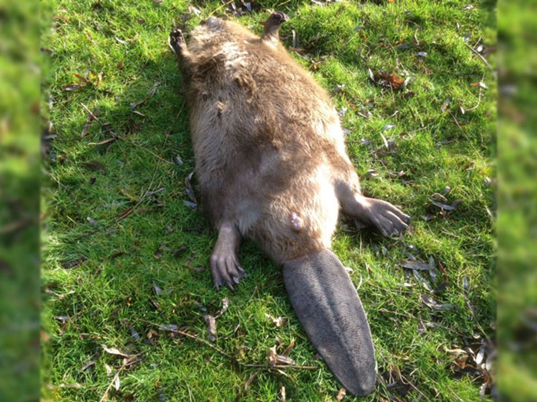 Dode bever gevonden in Rhoon